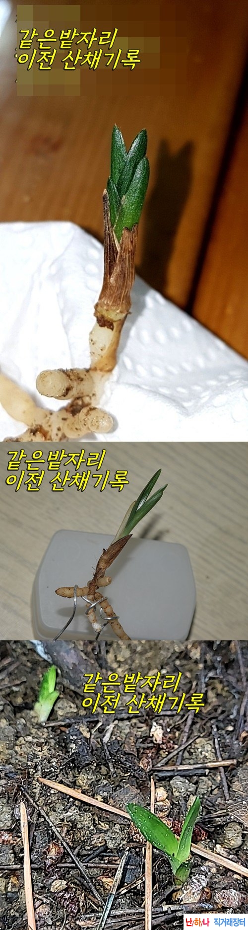 작년산채 특급 단엽성?