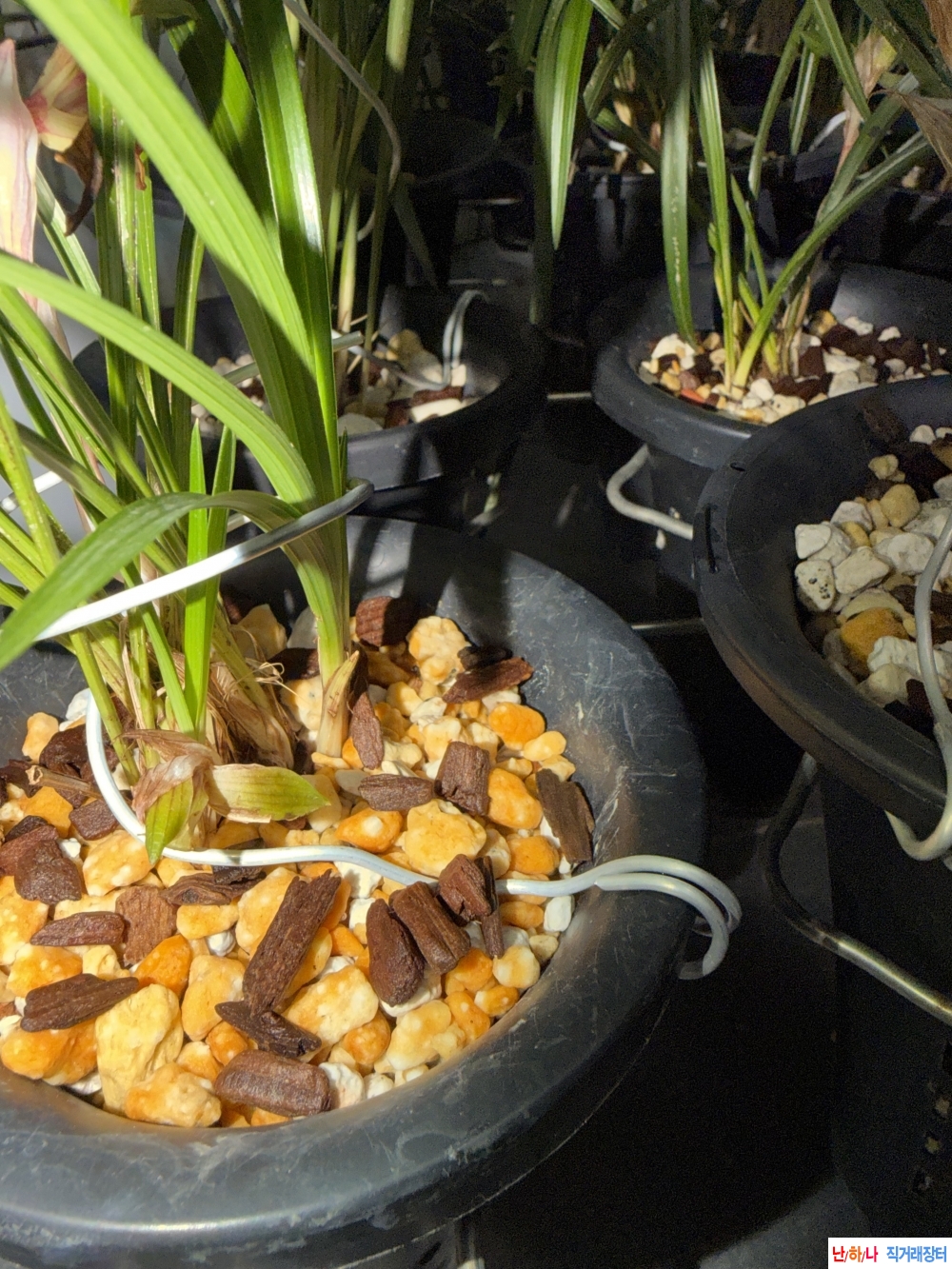 두화중투복색기대