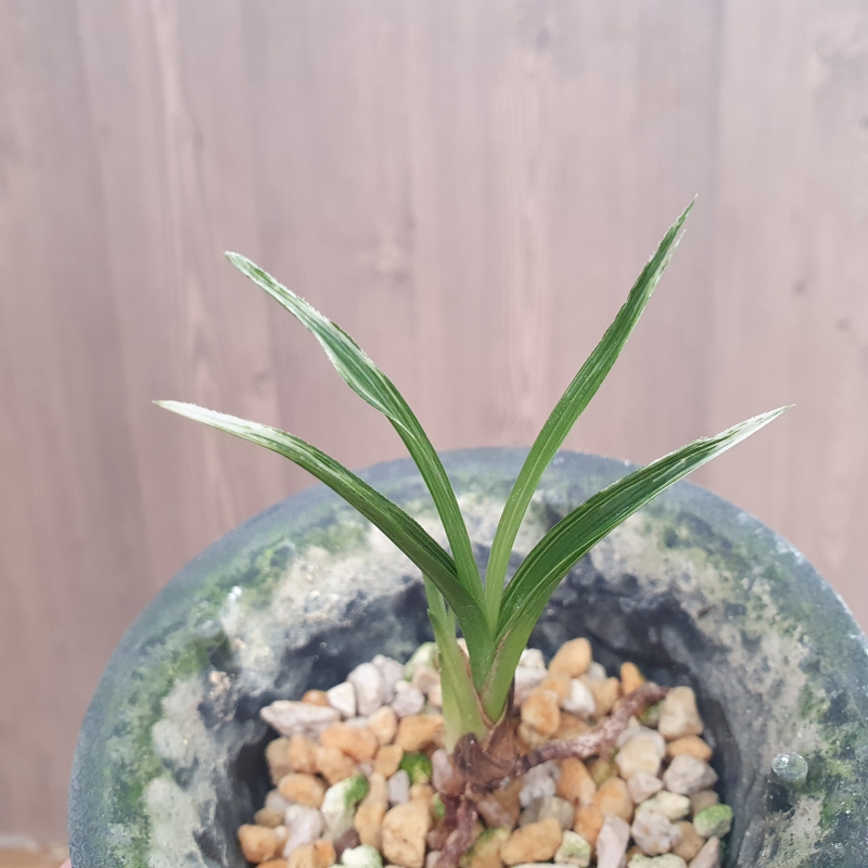 단엽,,산반