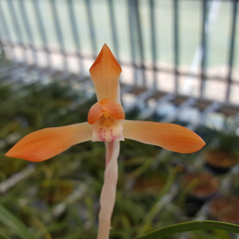 무명,,복륜,,홍화