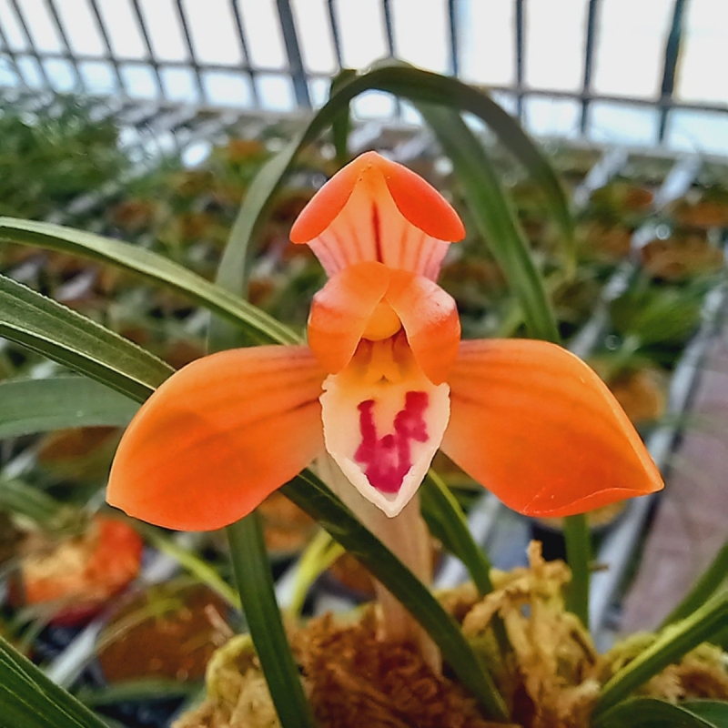 무명특급 극황서반 원?