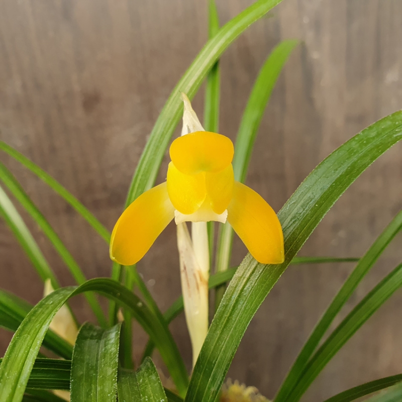 무명,,화형,,주금소심