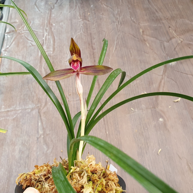 무명,,수채,,색설,,자화?