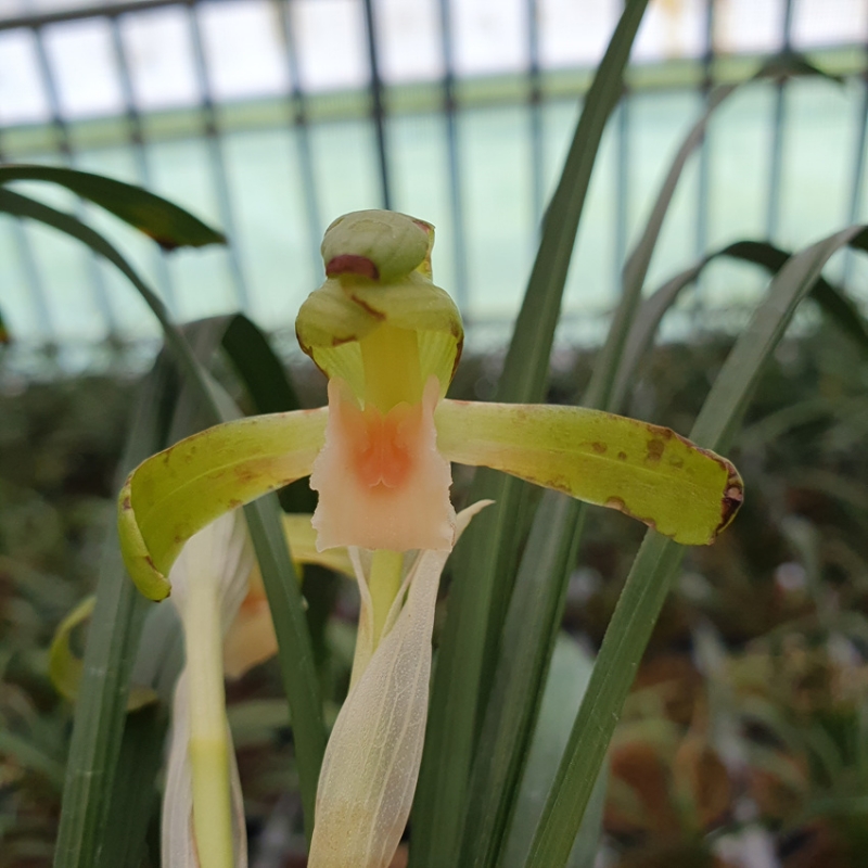 무명,,설홍설,,복색소?