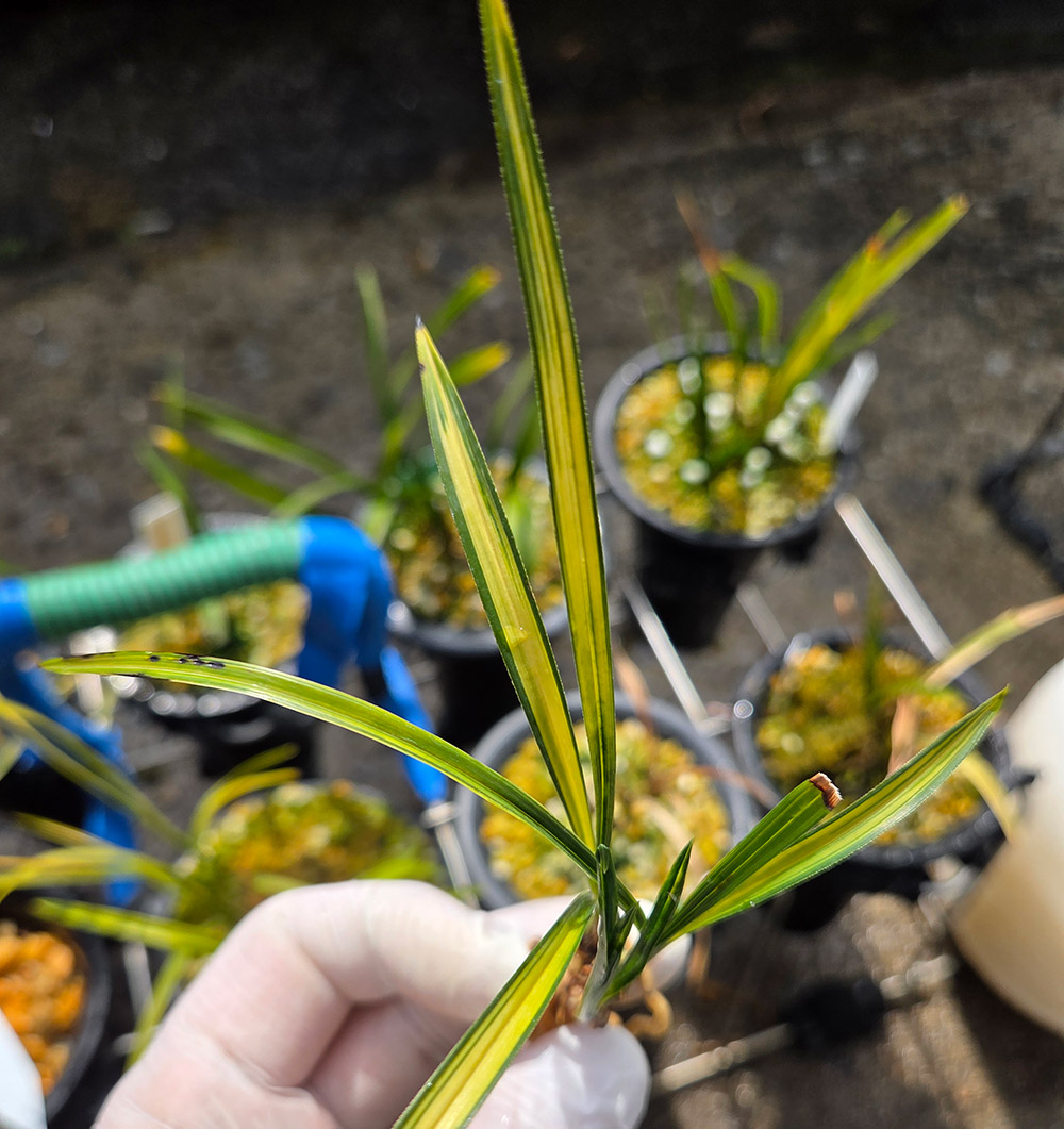 금계성 전면 산반중투