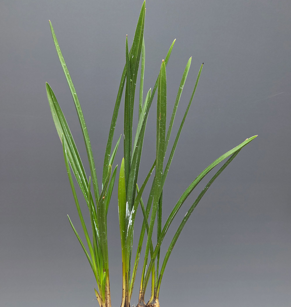 화순 동북 젓가락 입변?