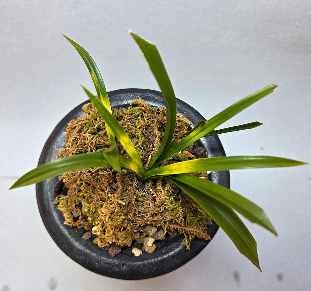 금수산 닮은 산채 출 ?