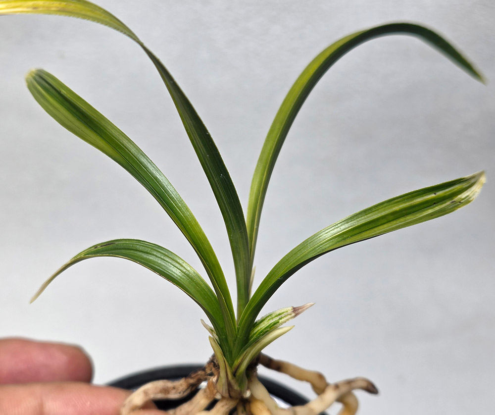 엽성 좋은 단엽성 산반