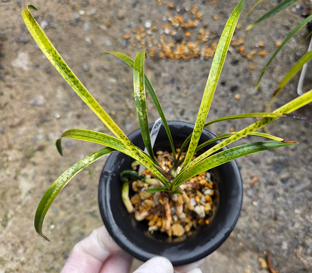 진하 사피 종자목