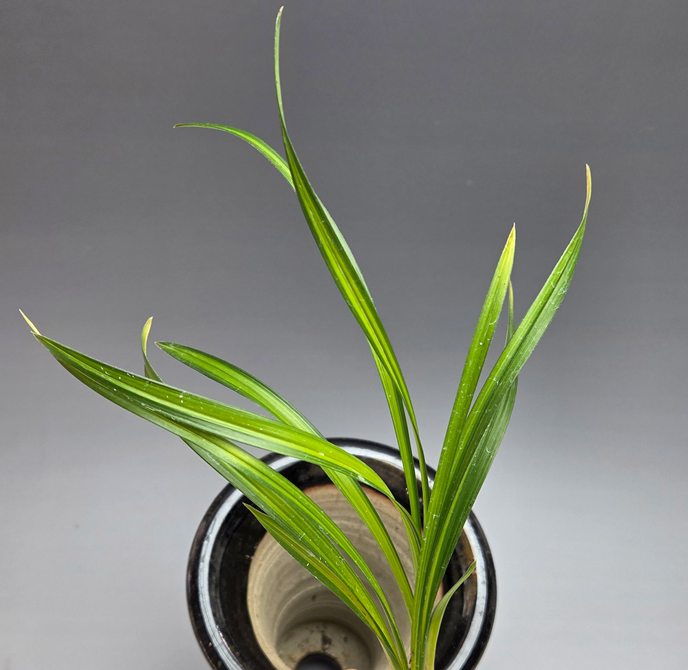 비취색 산반중투