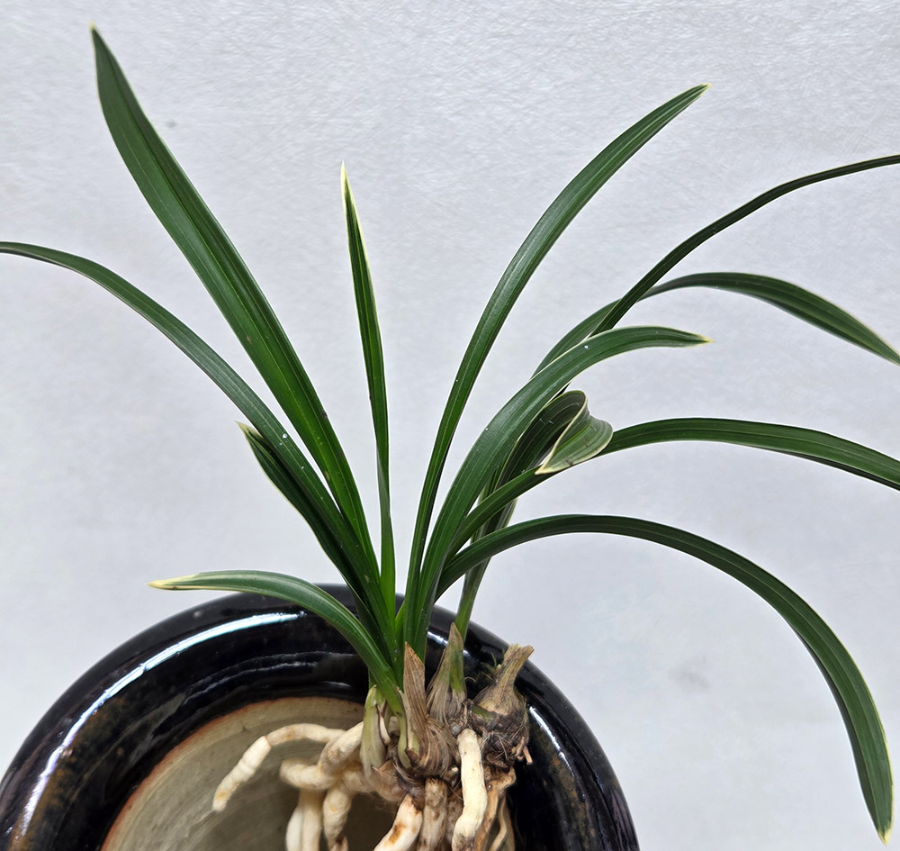 산채출 입변 복륜