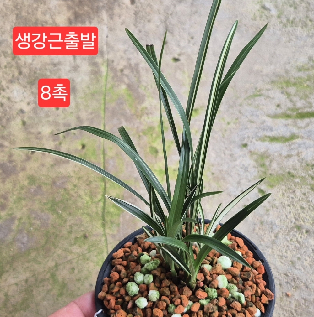 생출입엽