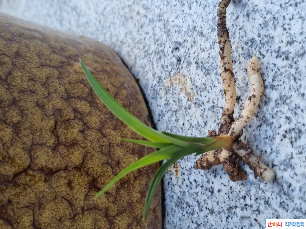 변좋은 환엽서반