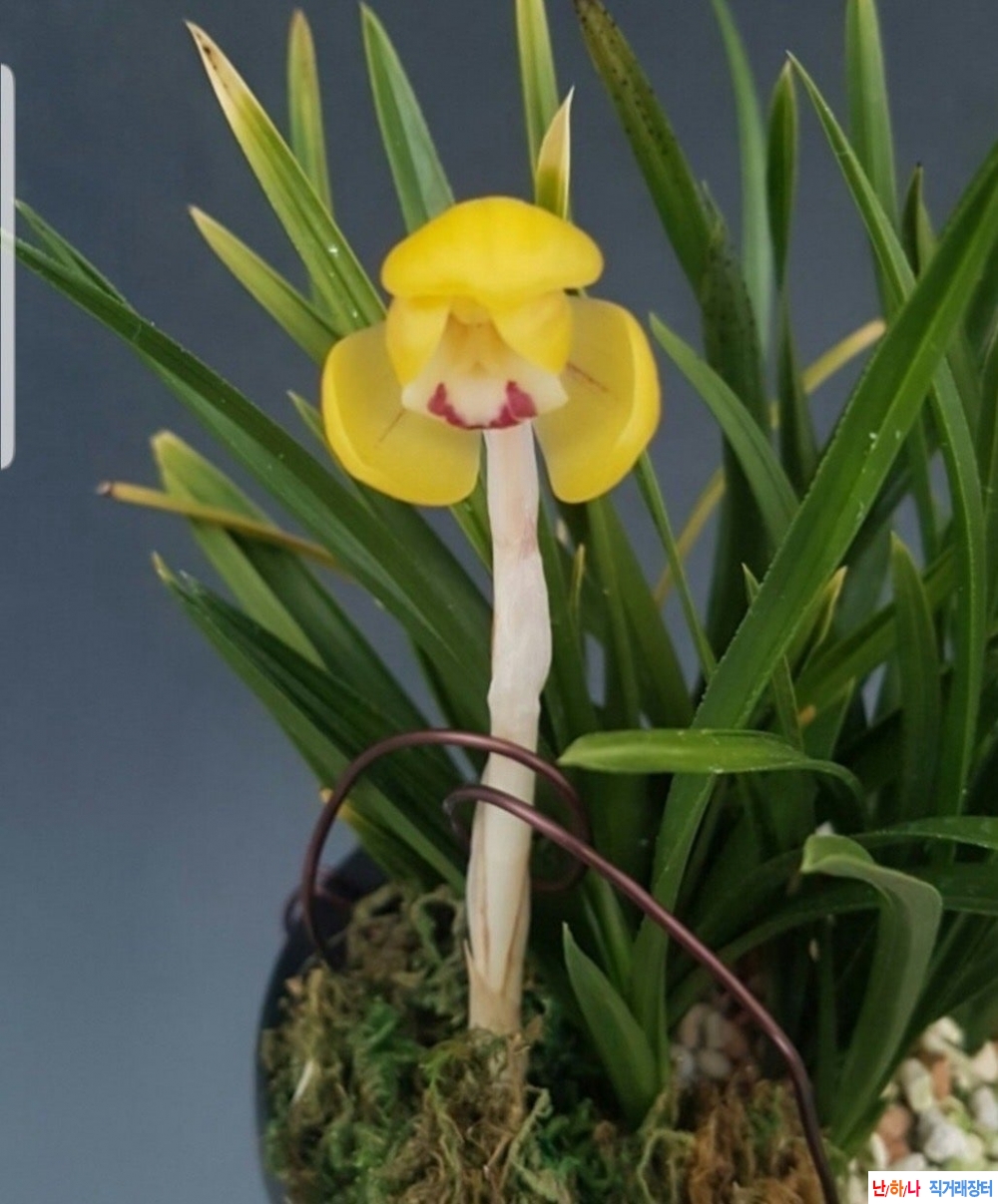 황화두화대두화