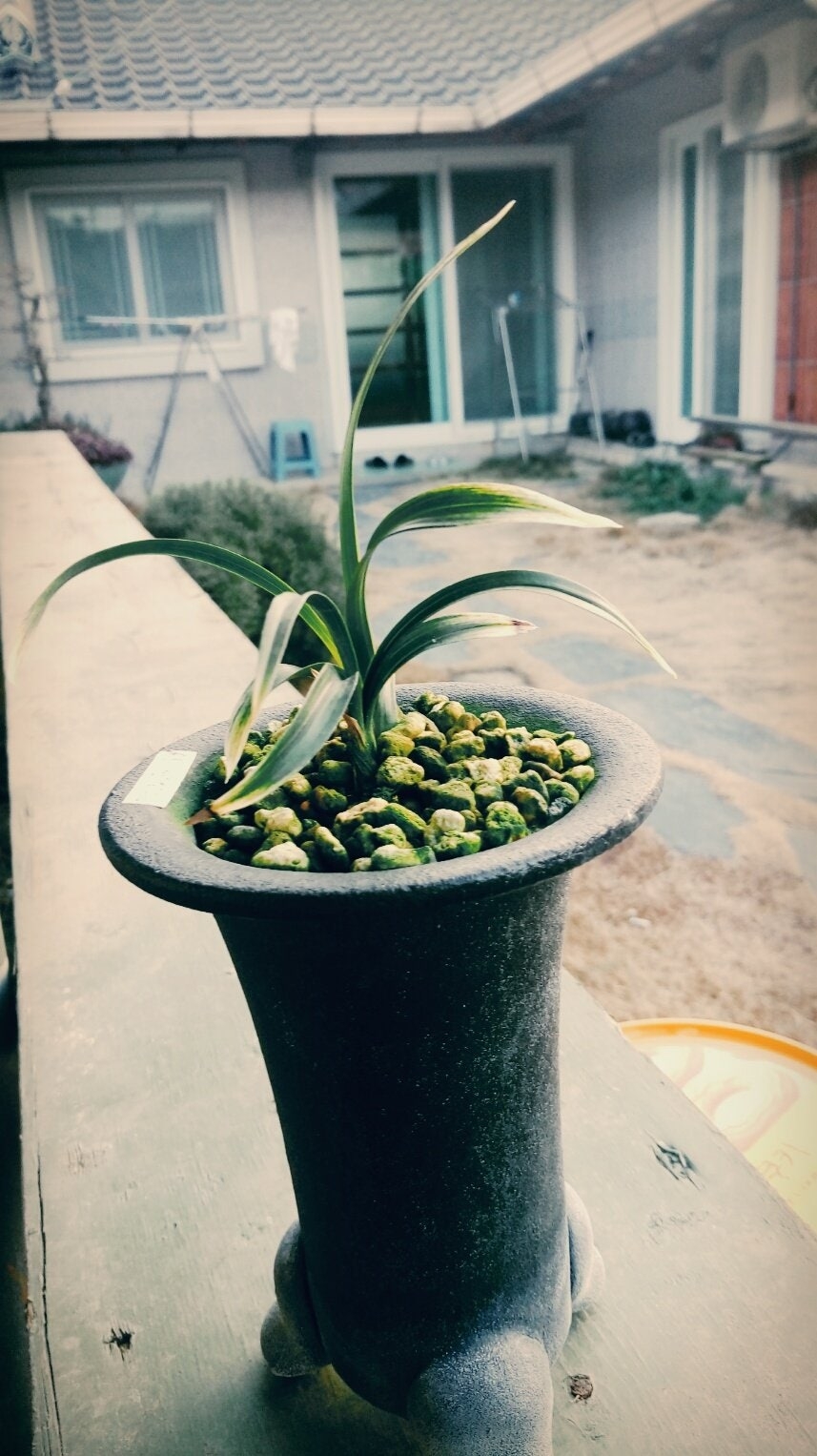 입변산반소심