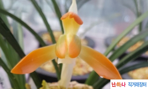 주홍소심
