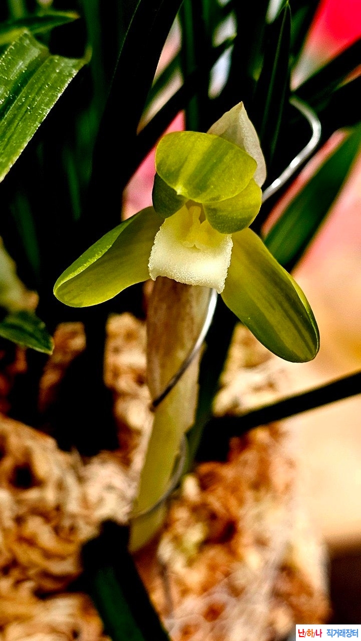 무명중투화소심