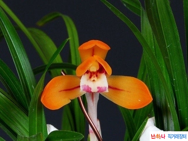 주홍화