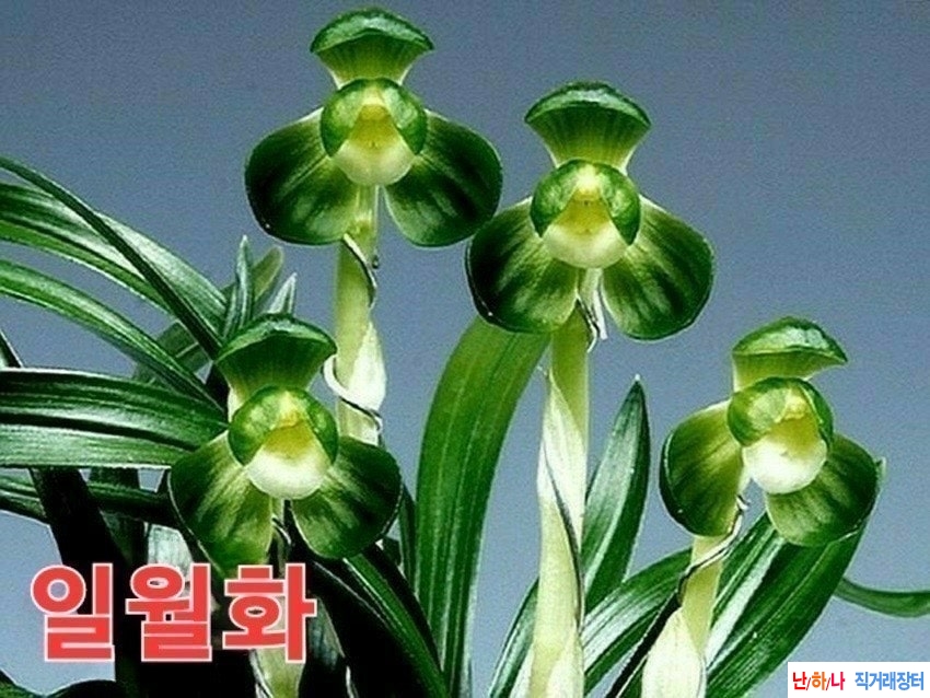 두화소심1