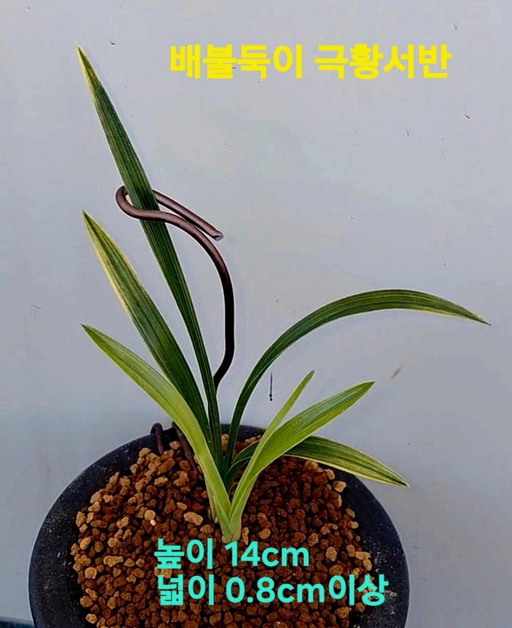 고가거래품(눈부신색?
