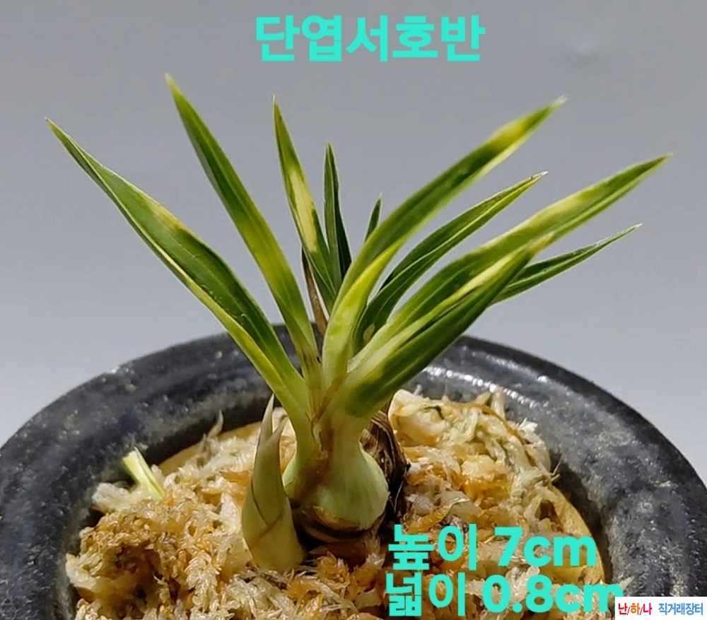 특급/특가품종인 초대?