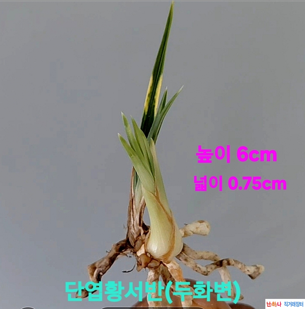 초대물급품종☆☆☆☆?