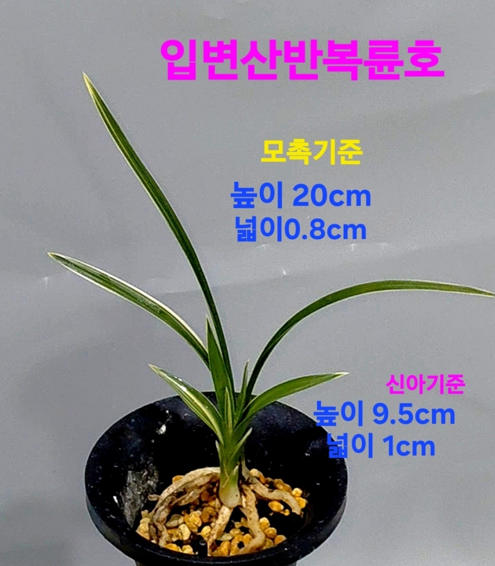 남산관과대적이되는☆?