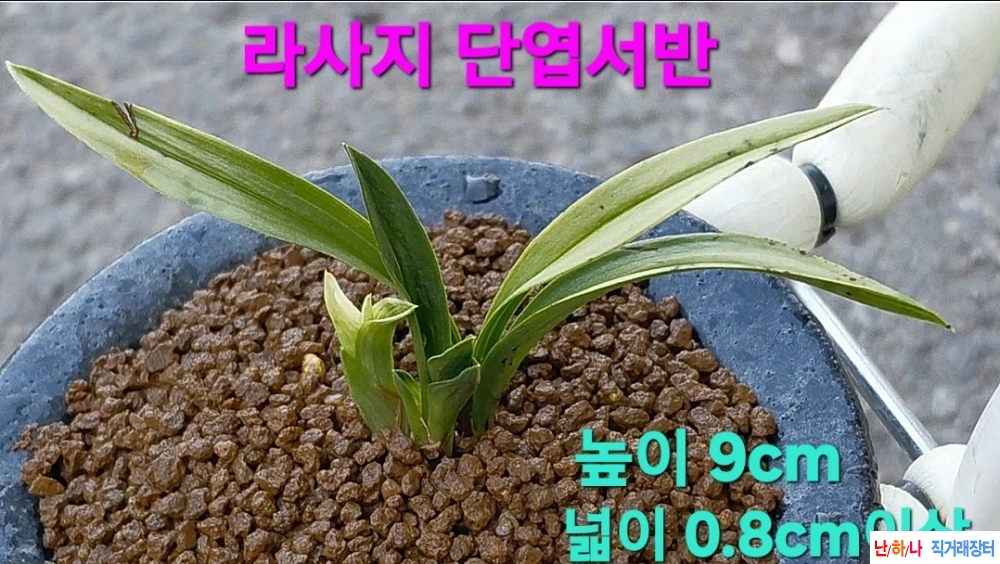 울트라급품종☆☆☆☆?