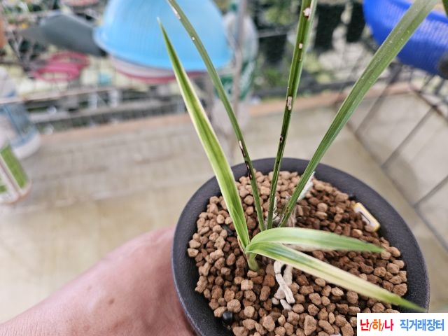 산채출