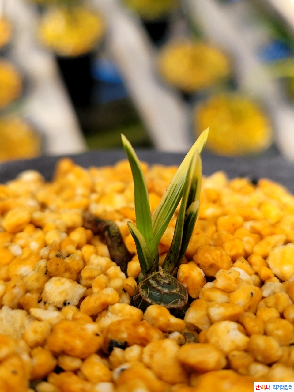 단엽성입엽산반복륜입?