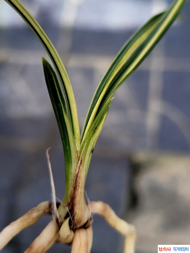 무명산반녹호소심입니?