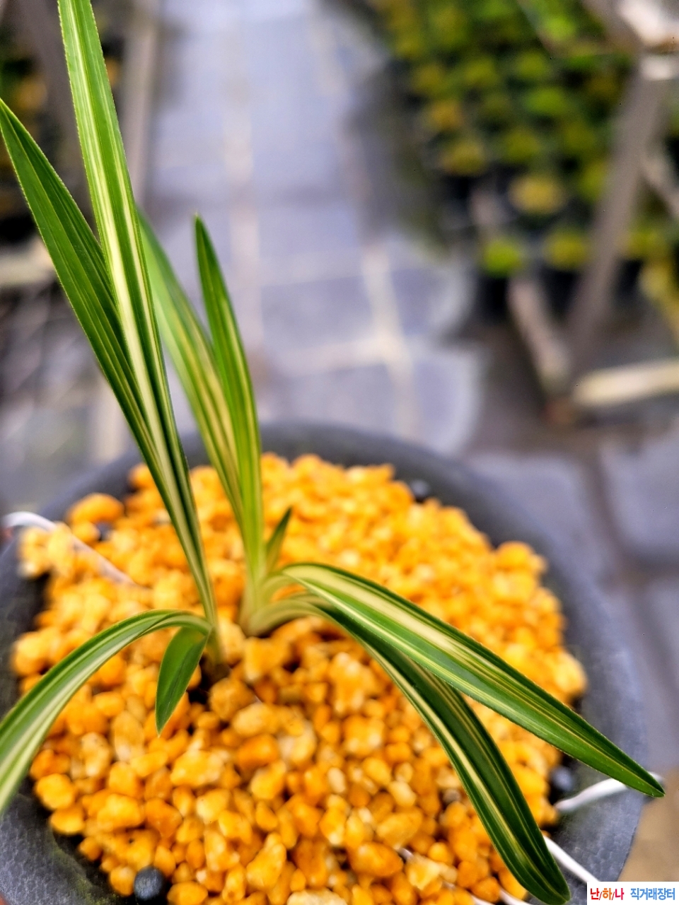 단엽성호 입니다