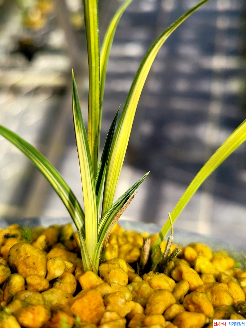 입변성 다예성중투호?