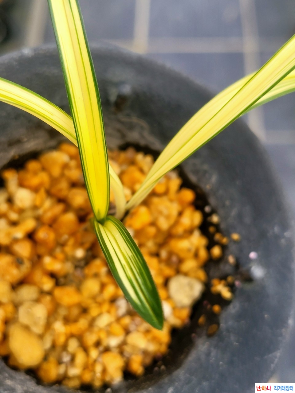 단엽성 환엽중투호