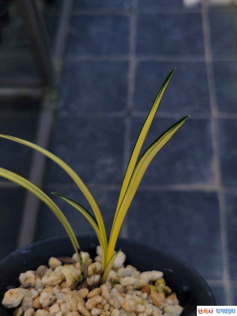 반입엽성중투호입니다