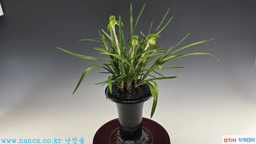 원판소심(전시작품/꽃2?