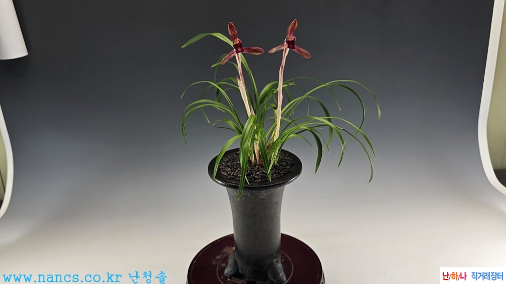 수채색설화(전시작품/?