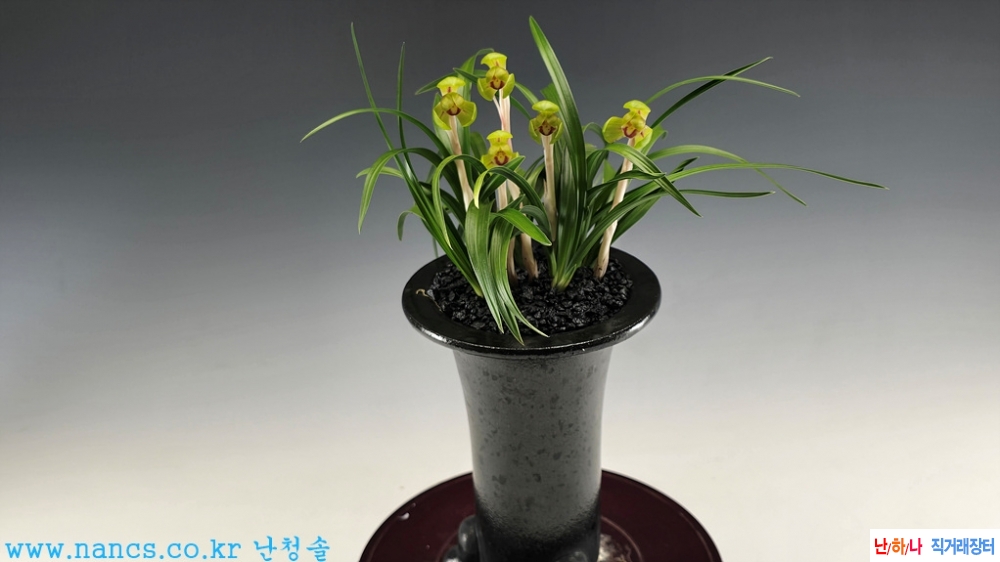 황두화(전시작품/꽃5경?