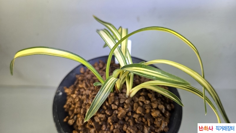 단엽성 입변중투