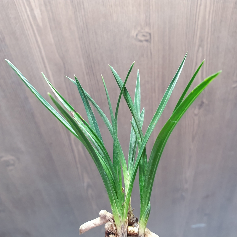 진청,,두화나무,,서반?