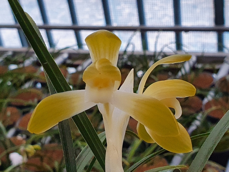 무명,,화형,,주금소심