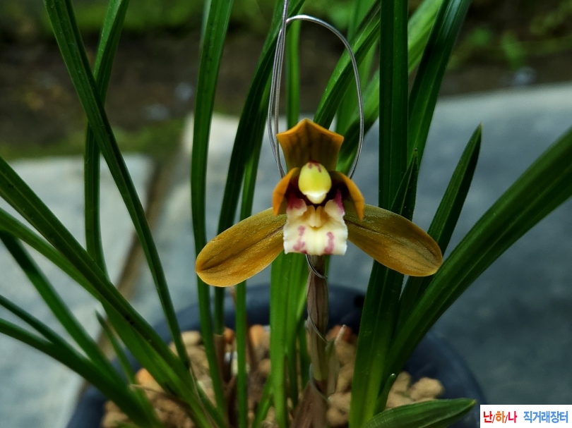 매판 전천후 주홍화(꽃?