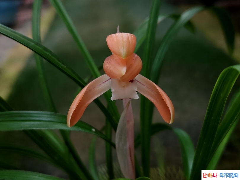 예쁘게 개화된 무명 화?