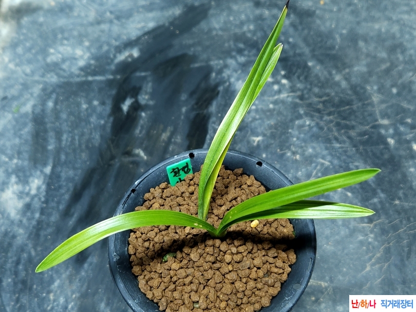 종자 환엽서반산반