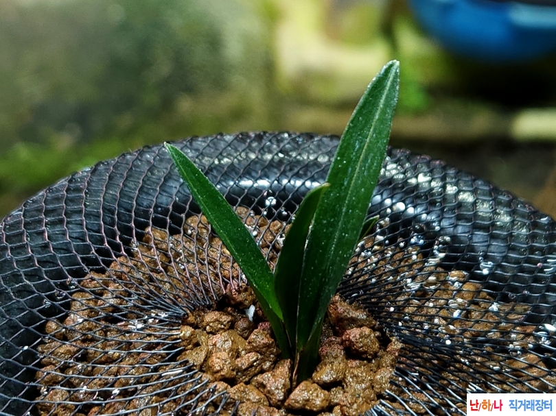 산채단엽종 소멸산반