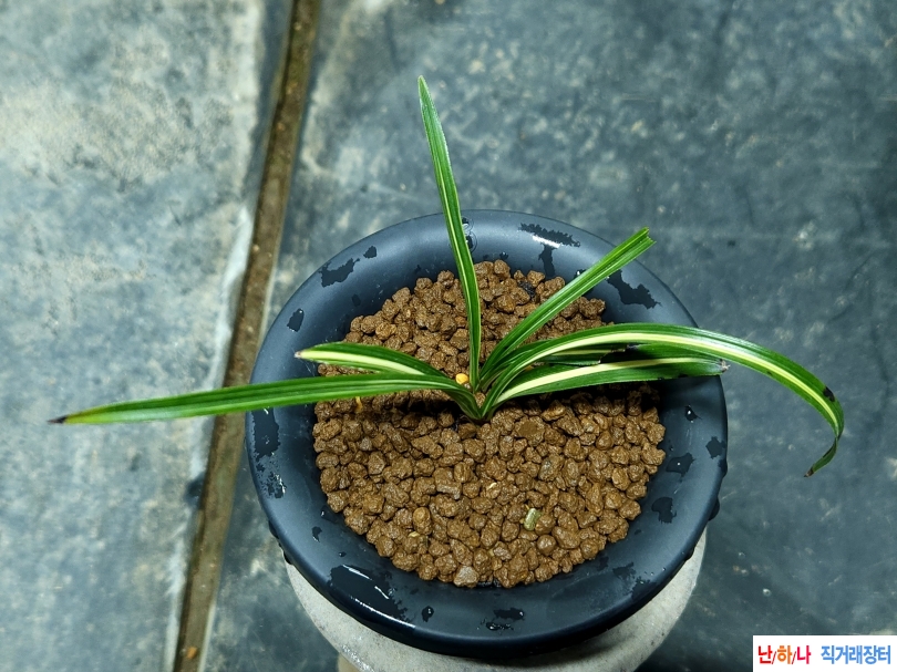 산채출 입변 진녹호