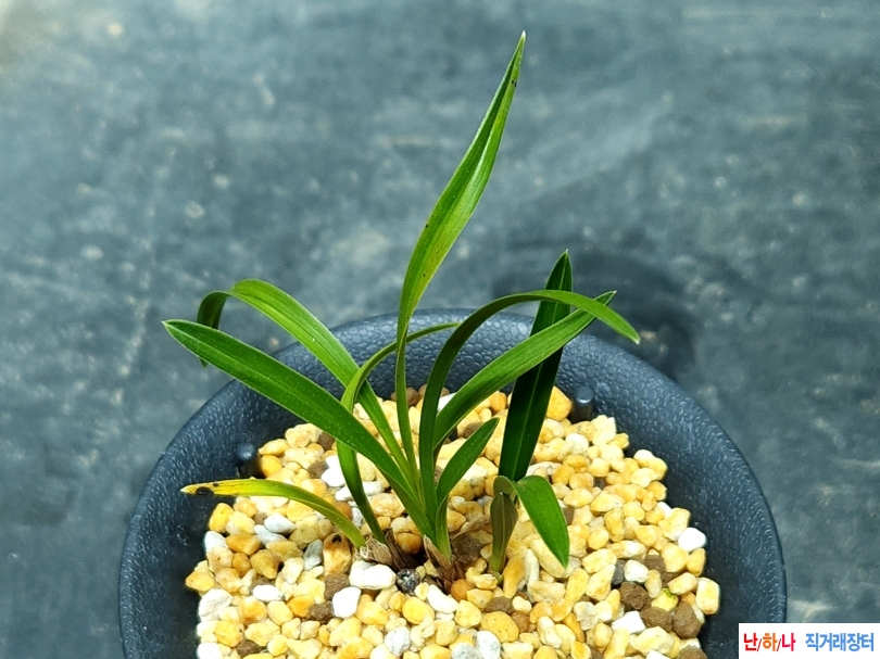 산채출 전통입변 반물