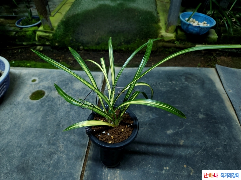 무명 웅장한 중압중투