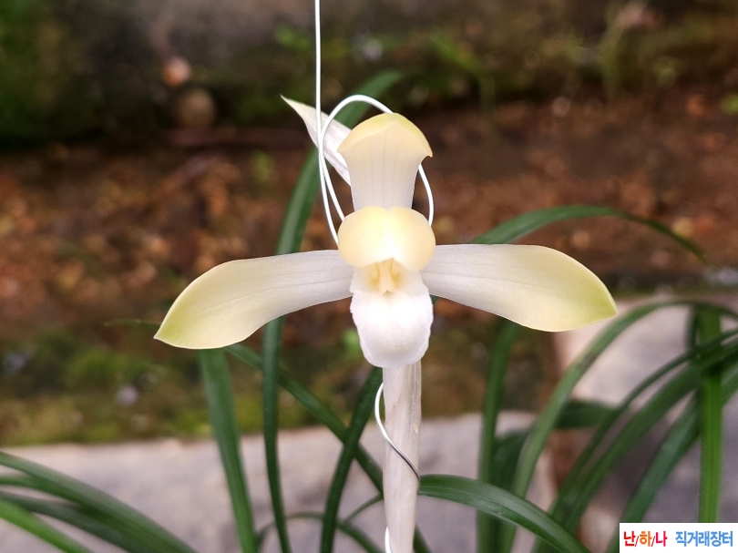 무명 백화소심(꽃1대)