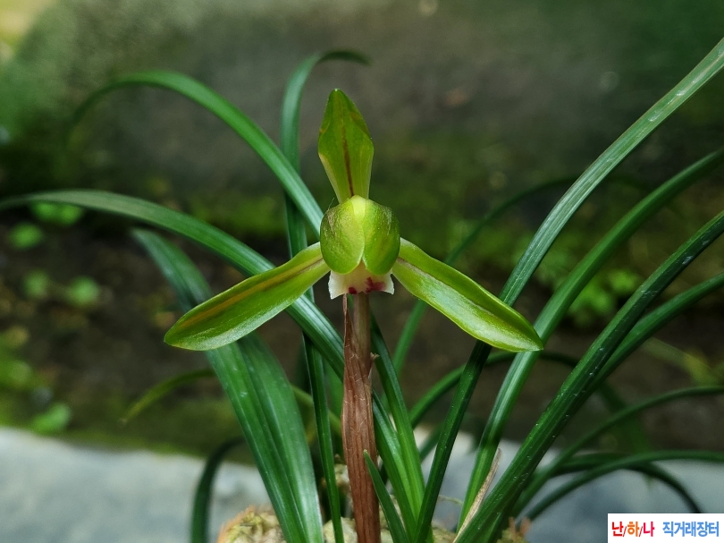 무명 호북색화(꽃1대)